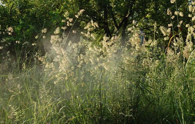Knaulgras-Pollenkonzentration